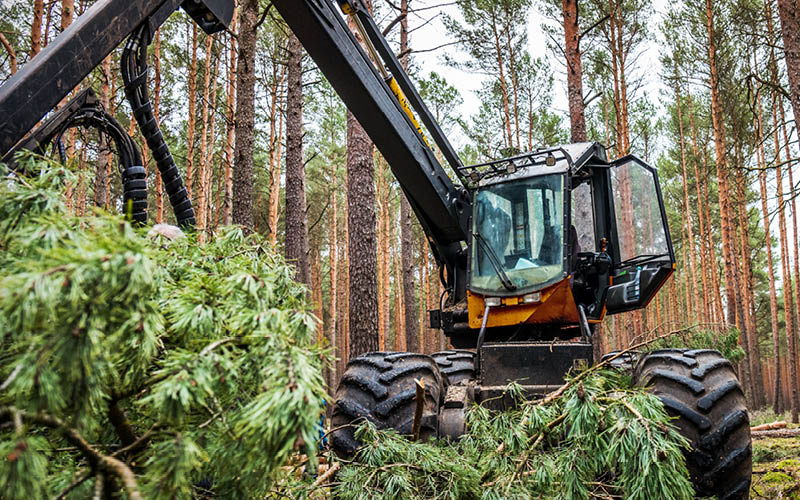 From recycling to forestry